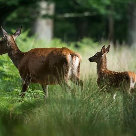 Maison Au Milieu Des Bois Et Des Animaux Jouy-le-Potier Esterno foto