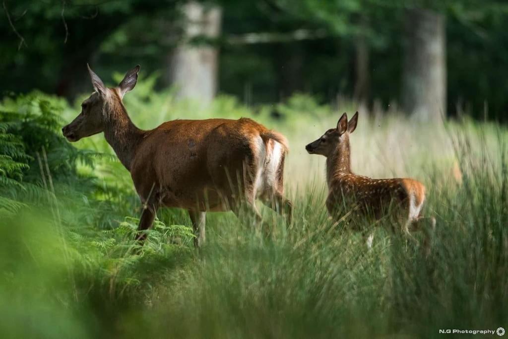 Maison Au Milieu Des Bois Et Des Animaux Jouy-le-Potier Esterno foto