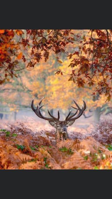 Maison Au Milieu Des Bois Et Des Animaux Jouy-le-Potier Esterno foto