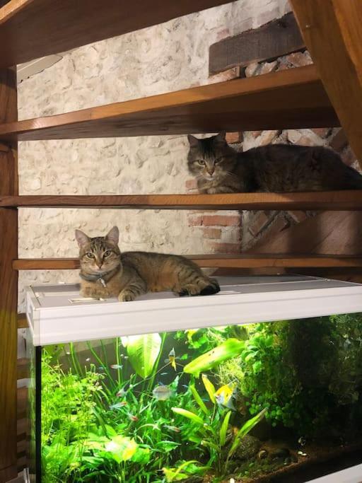 Maison Au Milieu Des Bois Et Des Animaux Jouy-le-Potier Esterno foto