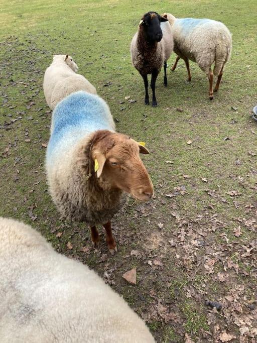 Maison Au Milieu Des Bois Et Des Animaux Jouy-le-Potier Esterno foto