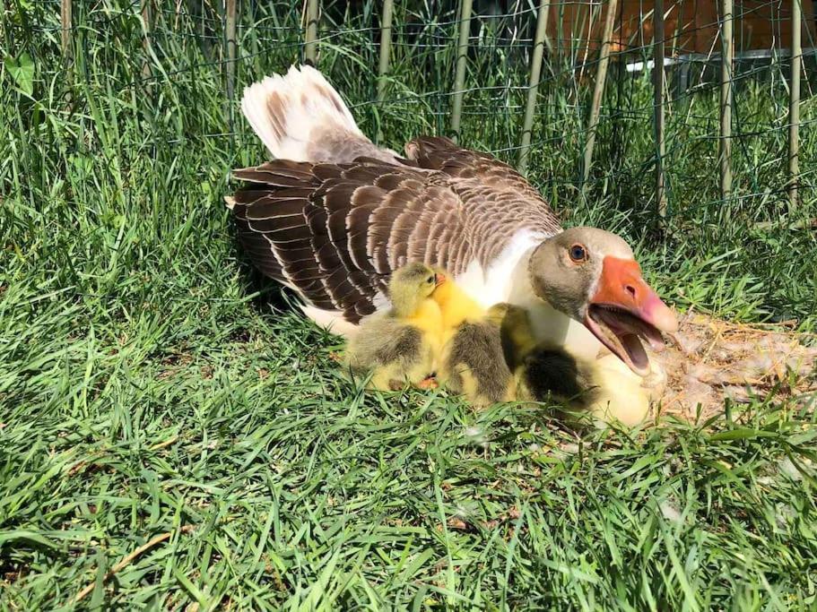 Maison Au Milieu Des Bois Et Des Animaux Jouy-le-Potier Esterno foto