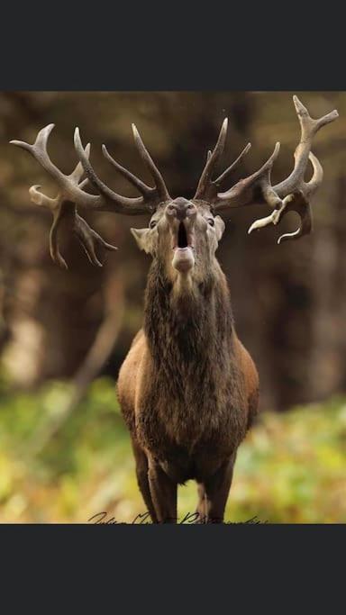 Maison Au Milieu Des Bois Et Des Animaux Jouy-le-Potier Esterno foto